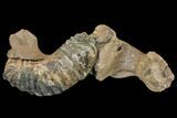 Southern Mammoth Partial Mandible with M Molar - Hungary #149835-4
